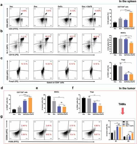 Figure 5. Effects of combination therapy on some types of immune cells infiltrated into the spleen and tumor. (a-d) The proportions of CD3+CD8+ T cells (a), MDSCs (b), and Tregs (in CD4+ cells) (c) in spleens were detected by flow cytometry. Flow cytometry plots from a representative sample (left) and quantitative data (right) of four different groups are shown. (d-f) The proportions of CD3+CD8+ T cells (in CD45+ cells) (d), MDSCs (e), and Tregs (in CD4+ cells) (f) infiltrated into tumors. (g) Representative flow cytometry plots (left) and quantification (right) of frequencies of different types of tumor-infiltrating TAMs (F4/80+CD206− M1 and F4/80+CD206+ M2). (*P < .05, **P < .01, ***P < .001, ****P < .0001)