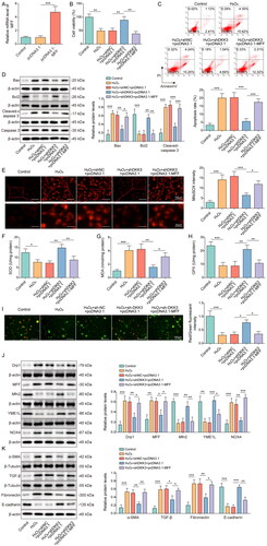 Figure 7. MFF overexpression reversed the effect of DKK3 silencing on biological activity in H2O2-treated HK-2 cells. A. MFF mRNA was detected by qRT-PCR in HK-2 cells transfected with pcDNA3.1-MFF. HK-2 cells were separated into the following groups: control, H2O2, H2O2+shNC + pcDNA3.1, H2O2+shDKK3 + pcDNA3.1 and H2O2 +shDKK3 + pcDNA3.1-MFF. B. Cell viability was examined by CCK-8 assay kit. C. Cell apoptosis was assessed by flow cytometry. D. The protein expressions of Bax, Bcl2, Cleaved-caspase 3 and Caspase 3 in HK-2 cells were measured by Western blotting. E. Mitochondria ROS level was measured by mitoSOX assay kit. Scale bar, 100 μm and 20 μm. F. SOD was detected by the assay kit. G. MDA was detected by the assay kit. H. GPX was detected by the assay kit. I. Mitochondrial membrane potential was measured by the JC-1 detection kit. J. The protein expressions of Mfn2, MFF, Drp1, YME1L and NOX4 in HK-2 cells were measured by Western blotting. K. The protein expressions of α-SMA, Fibronectin, TGF-β and E-cadherin in HK-2 cells were measured by Western blotting. Data were expressed as mean ± SD. *p < 0.05, **p < 0.01 and ***p < 0.001.