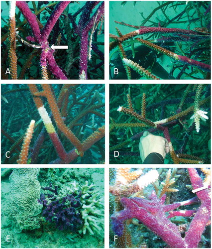 Figure 2. Chalinula nematifera from Bangka Island: A–C, Acropora necrosis (white band) in the area in contact with the sponge; arrow in (A) points the starting point where the plastic wire was tied to measure sponge growth; D, white area of dead Acropora on a branch in contact with a covered colony; E, sponge invading the encrusting coral Pachyseris sp. and Seriatopora sp.; F, filaments of mucus (arrow) produced by the sponge.