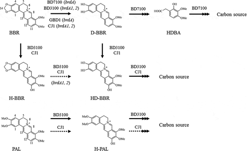 Figure 1. Berberine and palmatine metabolism by berberine-utilizing bacteria. BBR is degraded into D-BBR as the common BBR metabolite in four distinct strains. As a gene that cleaves the methylenedioxy ring of BBR, BD7100 and GBD-1 have a brdA, and BD3100 and CJ1 have two homologous genes, brdA1 and brdA2. BD3100 and CJ1 generated a BBR 11-hydroxylation product, and BD3100 has a PAL 11-hydroxylation pathway. The 11-hydroxylation pathway of BBR is the focus of this study. BBR, berberine; D-BBR, demethyleneberberine; H-BBR, 11-hydroxyberberine; HD-BBR, 11-hydroxydemethyleneberberine; HDBA, 2-hydroxy-3,4-dimethoxybenzeneacetic acid; PAL, palmatine; H-PAL, 11-hydroxypalmatine. Solid arrows indicate the degradation pathway by BBR-utilizing bacteria, and the dashed line indicates the deduced degradation pathway. Arrows with multiple heads indicates multiple metabolic stages.