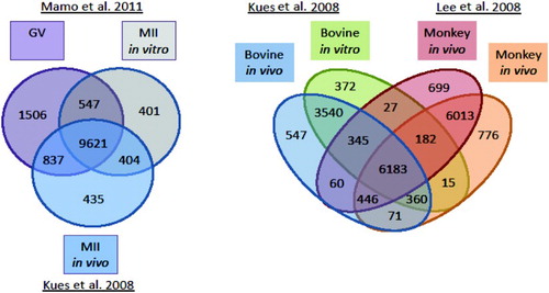 Figure 2.  Venn diagramrepresentation of A) the transcriptome of GV stage bovine oocytes [Mamo et al. Citation2011] compared to in vivo matured and in vitro matured bovine oocytes [Kues et al. Citation2008] and B) oocytes matured in vitro and in vivo in bovine [Kues et al. Citation2008] and Monkey [Lee et al. Citation2008].