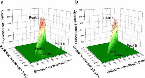 Figure 6. (a), Three-dimensional fluorescence spectra of PPO in the absence of PTF; (b), Three-dimensional fluorescence spectra of PPO in the presence of PTF (20 μg/mL)