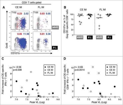 Figure 5. SIV Gag CE-specific cytotoxic T cell responses before and after infection.(A) Contour plots showing the cytotoxic phenotype (GrzB+ CD107a+) of the SIV CE-specific CD4+ (red dots) and CD8+ T cells (blue dots) before and after infection from macaques T152 (CE IM) and T135 (FL IM). (B) Percentage of SIV CE-specific cytotoxic CD107a+ IFN-γ+CD8+ T cells before challenge (wk 42) and at peak P.I. for CE IM (left panel) and FL IM (right panel) vaccine groups. (C, D) Inverse correlations between the fold increase upon infection (from week 42 to peak P.I.) of SIV Gag CE-specific IFN-γ+ total T cells (C) and CD8+ T cells (D) and peak VL. Spearman r and p values are shown.