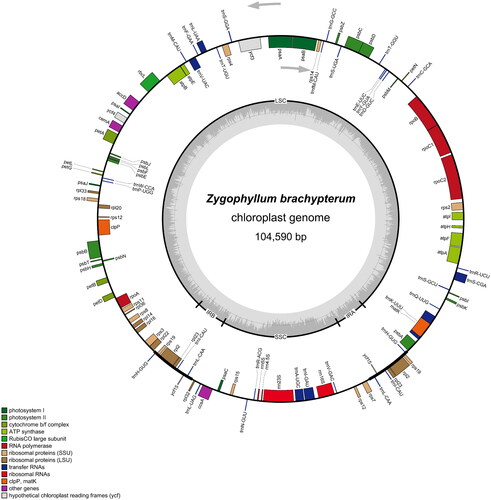 Figure 2. The complete chloroplast genome map of Z. brachypterum. The quadripartite structure is marked with LSC, SSC, and IRA/IRB. Different functional genes are represented by bars with different colors. The gray part in the inner circle indicates the GC content. Genes outside the circle are transcribed in the clockwise direction, and those inside the circle are transcribed in the counterclockwise direction.