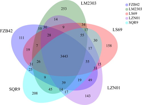 Figure 5. Comparison of B. velezensis strain LZN01 genome sequences with the genome sequences of four other Bacillus velezensis strains (FZB42 (CP000560), SQR9 (CP006890.1), LS69 (CP015911) and LM2303 (CP018152)). the Venn diagram shows the number of shared and unique clusters of orthologous genes.