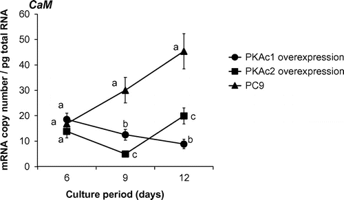 Fig. 8. Time course studies of Calmodulin (CaM) gene transcript levels.