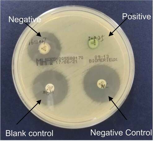 Figure 6. Interpretation standards of modified carbapenem inactivation method. Negative/blank control: the diameter of the inhibition zone is ≥ 19 mm; Positive: the diameter of the inhibition zone of meropenem paper is 6–15 mm or the diameter of the inhibition zone is 16–18 mm but there are scattered colonies in the inhibition zone.