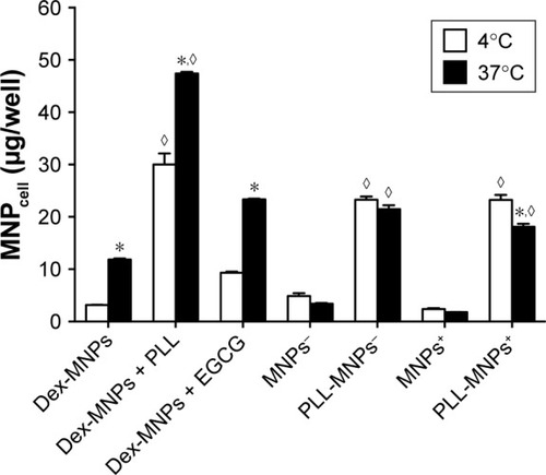 Figure 4 Temperature-dependent and independent components of MNPcell.Notes: U87MG cells were incubated with Dex-MNPs or PLL-MNPs (100 μg/mL) at 4°C or 37°C. In some groups, Dex-MNPs were coincubated with PLL (3 nM) or EGCG (10 μM). Values are means ± SE (n=3). *,◊P<0.05 compared with corresponding groups at 4°C without magnetic influence and control groups, respectively.Abbreviations: MNPcell, cell-associated magnetic nanoparticles; Dex, dextran; EGCG, epigallocatechin-3-gallate; MNP−, MNPs with negative ζ-potential; MNP+, MNPs with positive ζ-potential; PLL, poly-l-lysine.