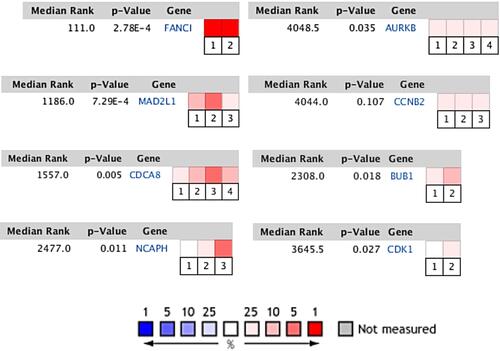 Figure 7 Comparison of genes in multiple analyses. FANCI: Cancer Type: Sarcoma. 1. Neale Multi-cancer. 2. Neale Multi-cancer 2; MAD2L1: Cancer Type: Sarcoma. 1. Barretina CellLine 2. 2. Neale Multi-cancer. 3. Rothenberg CellLine; CDCA8: Cancer Type: Sarcoma. 1. Barretina CellLine 2. 2. Neale Multi-cancer. 3. Neale Multi-cancer 2. 4. Rothenberg CellLine; NCAPH: Sarcoma Type: Ewing’s Sarcoma. 1. Baird Sarcoma. Cancer Type: Sarcoma. 2. Neale Multi-cancer. 3. Neale Multi-cancer 2; AURKB: Cancer Type: Sarcoma. 1. Barretina CellLine 2. 2. Bittner Multi-cancer. 3. Neale Multi-cancer. 4. Wooster CellLine; CCNB2: Sarcoma Type: Ewing’s Sarcoma. 1. Bittner Sarcoma. Cancer Type: Sarcoma. 2. Neale Multi-cancer. 3. Rothenberg CellLine; BUB1: Cancer Type: Sarcoma. 1. Bittner Multi-cancer. Sarcoma Type: Ewing’s Sarcoma. 2. Henderson Sarcoma; CDK1: Sarcoma Type: Ewing’s Sarcoma. 1. Baird Sarcoma. Cancer Type: Sarcoma. 2. Barretina CellLine 2. The rank for a gene is the median rank for that gene across each of the analyses. The p-value for a gene is its p-value for the median-ranked analysis. In the heat map of 8 genes, CDCA8, MAD2L1 and FANCI have more or higher expressions.