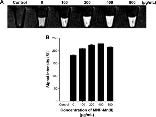 Figure 5 (A) T1-weighted images of BMSCs labeled with MNP-Mn(II) at various concentrations (0, 100, 200, 400, and 800 µg/mL) in vitro. PBS was used as the control group. (B) MRI signal intensity of BMSCs labeled with MNP-Mn(II) at various concentrations (0, 100, 200, 400, and 800 µg/mL).Abbreviations: BMSCs, bone marrow-derived stem cells; MNP-Mn(II), manganese (II) ions chelated to melanin nanoparticles; MRI, magnetic resonance imaging; PBS, phosphate-buffered saline.