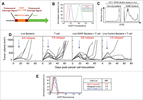 Figure 1. Combining intravenous delivery of live bacteria with adoptive T cell therapy prevents tumor relapse. (A) Diagram of the SIINFEKL-AAY repeat fused to EGFP. (B) MC57 parental, MC57-SIINFEKL high antigen-expressing cell line (MC57-SIINF-HI), and MC57-SIINFEKL low antigen-expressing cell line (MC57-SIINF-LO) were analyzed for SIINF expression by EGFP fluorescence using flow cytometry. (C) C57BL/6 mice were injected intravenously with CFSE-labeled OT-1 splenocytes. On the next day, A1-R SIINF or A1-R control bacteria were injected intravenously. Five days later, lymph nodes were harvested and proliferation of transferred OT-1 T cells was assessed by CFSE dilution using flow cytometry. (D) 2C mice were injected s.c. with MC57-SIINF-LO cells. After tumors were established for ≥ 2 weeks, mice were treated i.v. with monotherapeutic OT-1 splenocytes, A1-R control + OT-1, or A1-R SIINF + OT-1. Treatment with bacteria was 1 d prior to OT-1 T cell transfer. Each line represents an individual tumor-bearing mouse. Mice were compiled from four independent experiments, with three experiments containing all three treatment groups. Tumor relapse rate following combined treatment with OT-1 T cells and A1-R control was significantly lower (p < 0.05) compared to the relapse rate with OT-1 T cells alone. As a monotherapeutic control, 2C mice with long-established MC57 tumors were treated with live intravenous A1-R. Blue arrows represent the initial time of treatment. Green crosses represent mice that died during the experiment. (E) A relapsed MC57-SIINFEKL-LO tumor was re-isolated and analyzed for SIINFEKL expression by EGFP fluorescence. Data shown represent re-isolated tumors from two mice treated with OT-1 T cell monotherapy.