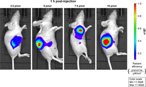 Figure 3 In vivo imaging of SW1990 pancreatic tumor-bearing mice 1 h post-intratumorally injected with different dosage of QDs-RGD.Notes: Images were captured by IVIS Lumina XRMS III Imaging System. Each mouse was conducted by intratumoral injection. All images are acquired under the same instrumental conditions (eg, excitation: 610 nm, exposure time: 1,000 ms, emission wavelength: 705 nm). Each image of mouse was conducted by the same color scale (min =1.00e8; max =1.00e9) and listed from left to right according to different dosages (2.5, 5, 7.5, and 10 pmol).Abbreviations: max, maximum; min, minimum; QDs, quantum dots; QDs-RGD, QDs conjugated with arginine–glycine–aspartic acid peptide sequence; RGD, arginine–glycine–aspartic acid.