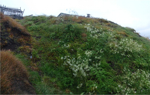 Fig. 4 The vegetation of the anthropogenic soils under the cowsheds. View from on the bank on the western side of the derelict cowsheds and looking south down Grønfjord (picture taken on 27 September 2011).