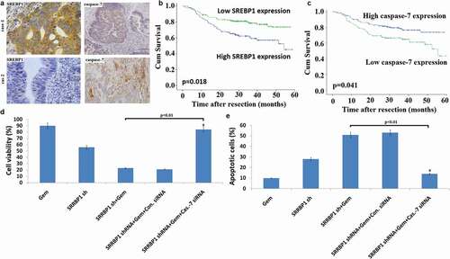 Figure 5. SREBP1 regulates caspase-7 expression and colon cancer chemoresistance. a, Representative IHC staining for SREBP1 and caspase-7 in serial sections from colon cancer patient samples. The sample used was derived from colon cancer cases. Scale bars represent 50μm. b, Kaplan-Meier survival curves of overall survival duration based on SREBP1 expression in the CRC patient tissues. c, Kaplan-Meier survival curves of overall survival duration based oncaspase-7 expression in the CRC patient tissues.The receiver operatingcharacteristic curve was used to define the cutoff, and log-rank analysis was used to test for significance. d, SW480 cells were co-transfected into Lv- SREBP1 shRNA and caspase-7 siRNA for 24 h, then treated with 20 uM Gem for 72 h. Cell proliferation assay of SW480 cells using cell counting kit-8 assay. e, SW480 cells were co-transfected into Lv- SREBP1 shRNA and caspase-7 siRNA for 24 h, then treated with 20 uM Gem for 72 h. Cell apoptosis was analyzed on a FACSCalibur. Data are shown as mean±SD.