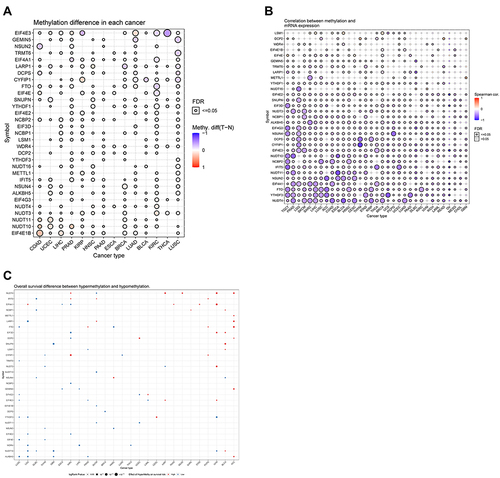 Figure 4 (A) Figure summarizes the methyaltion difference between tumor and normal samples of inputted genes in the selected cancers.(B) Figure summarizes the profile of correlations between methylation and mRNA expression of genes in the specific cancers.(C) Figure summarizes the overall survival difference between higher and lower methylation groups in the specific cancers.