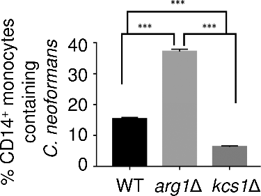 Figure 11. arg1Δ is more readily phagocytosed by human PBMCs. Results are expressed as the mean % of CD14+ monocytes containing FITC-labelled C. neoformans ± SD (n = 3). Statistical significance is indicated as follows: ###P < 0.001