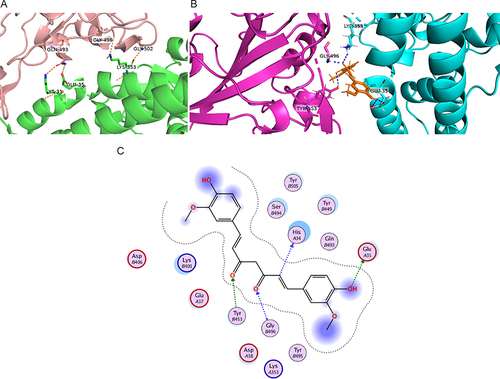 Figure 3 (A) binding interactions between RBD of SARS-CoV-2 (shown in salmon) and ACE2 (shown in green). (B) curcumin (in Orange sticks) is docked on RBD of SARS-CoV-2 (mauve cartoon) complexed with human ACE2 (cyan cartoon), H-bonds are shown in blue dots. (C) 2D representation of the interaction between docked curcumin and SARS-CoV-2 RBD complexed with human ACE2 (PDB code 6vw1).