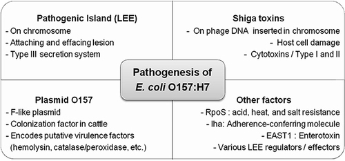 Figure 2 Different virulence factors produced by pathogenic E. coli O157:H7 which causes infections. Reproduced with permission from Lim JY, Yoon JW, Hovide CJ. A Brief Overview of Escherichia coli O157:H7 and Its Plasmid O157. J Microbiol Biotechnol, 2010;20(1):5–14. Copyright © The Korean Society for Microbiology and Biotechnology. Display full sizeCreative Commons Attribution 4.0 license (CC BY).Citation1