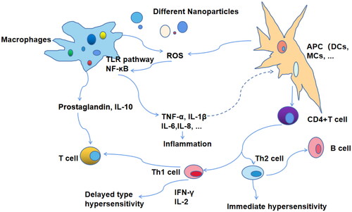 Figure 4. Nanoparticle materials in vaccine delivery.Note: Nanoparticle TB vaccines are taken up by macrophages and delivered to antigen-presenting cells, stimulating T and B cells to produce long-acting cellular and humoral immune responses.