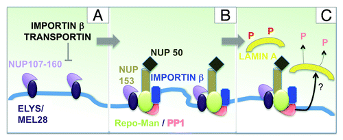 Figure 2. Repo-Man/PP1 function in nuclear envelope re-assembly. Model for the involvement of Repo-Man in the regulation of NE re-assembly at the chromosome periphery of the anaphase chromatin. See text for details.