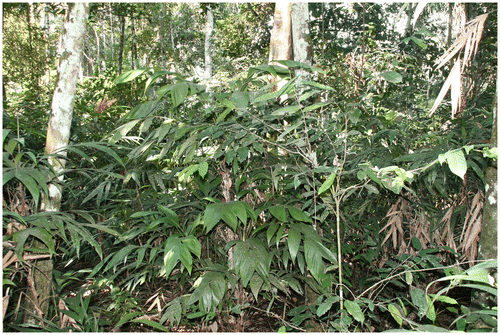 Figure 3. A jatatal is an important harvesting site for jatata (Geonoma deversa).