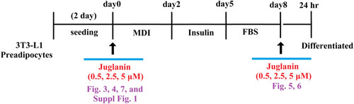 Figure 2 Experimental design. 3T3-L1 preadipocytes were induced to differentiate with induction medium in the presence or absence of juglanin (0.5, 2.5, 5 μM) for 8 days.