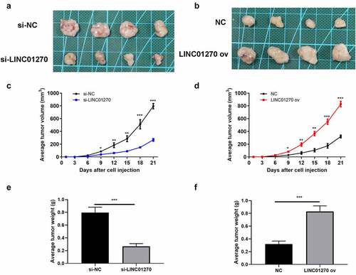 Figure 4. In vivo study of LINC01270 on LUAD was observed. Tumor size of LUAD with si-LINC01270 transfection (a) was smaller while LINC01270 ov transfection group showed bigger tumor size (b). The average tumor volume of LUAD with si-LINC01270 or LINC01270 ov transfection was continuously measured in 21-days. The average tumor weight of LUAD si-LINC01270 or LINC01270 ov transfection was scored after 21-days.