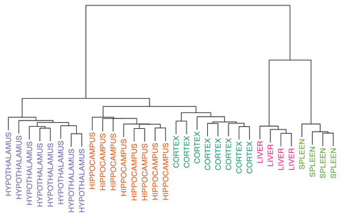 Figure 1 Clustering analysis based on 5,000 most variably methylated probes. The brain, liver and spleen are clearly distinguished from each, falling into separate branches. Within the branch for brain, the cortex, hippocampus and hypothalamus all cluster separately.