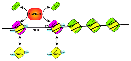 Figure 1. Regulatory interaction between SWR-C and H3K56Ac mediates multiple cycles of histone-exchange. While SWR-C only catalyzes H2A.Z deposition on unacetylated nucleosomes, SWR-C can catalyze both deposition and eviction of H2A.Z on H3-K56Ac nucleosomes, leading to high turnover of H2A.Z.