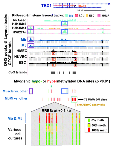 Figure 3. Predominant myogenic hypermethylation at TBX1, including the promoter region, despite high expression. TBX1 (chr22:19,732,116–19,771,300) epigenetic tracks from the UCSC Genome Browser are illustrated as in Figure 2 with the additions of tracks for sites exhibiting significant myogenic hypo- or hypermethylation (this study); histone H3 modifications (Broad); and CTCF ChIP-seq profiles (Broad). A cluster of MbMt-hypermethylated sites is shown in an expanded view (chr22:19,744,510–19,744,710) at the bottom of the figure with the following representative cell types: Ctl Mb3, Ctl Mt3, Ctl Mb7, Ctl Mt7, LCL, Fib1, osteoblasts, HMEC, IMR-90, small airway epithelial cells (SA epith), and ESC for sequencing reads of ≥ 5.