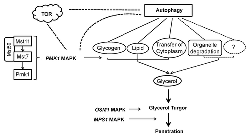 Figure 2. Model for the relationships between autophagy, appressorium turgor and the MAPK pathway in M. oryzae. In this model, the PMK1 MAPK pathway controls the mobilization of glycogen and lipid reserves to the developing appressorium. Glycerol accumulation is regulated by autophagy, transfer of cytoplasm, and degradation of glycogen, lipid, organelles, or other materials. Appressorium turgor is generated and hydrostatic turgor is translated into the force required for cuticle penetration. The OSM1 and MPS1 MAPK pathways may regulate development of turgor pressure and application of turgor pressure to penetration, respectively. Dashed lines indicate the conjectural relationships.