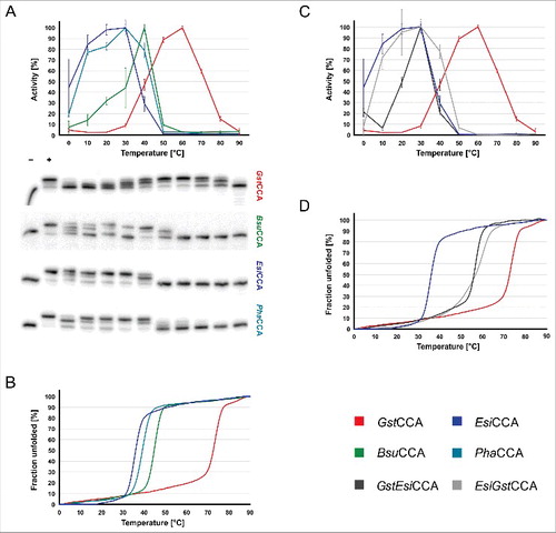 Figure 2. Temperature dependent activity and stability of CCA-adding enzymes and chimeras. (A) Temperature-dependent CCA-incorporation on yeast tRNAPhe under non-saturating conditions was recorded densitometrically in independent triplicates. For each enzyme (GstCCA, red; BsuCCA, green; EsiCCA, blue; PhaCCA, cyan), a representative gel picture is shown. Reactions occurred under non-saturating conditions, where only partial CCA-addition is observed at most temperatures. As an example, GstCCA shows a CCA incorporation at 93% efficiency only at the temperature optimal for this enzyme (60°C). Hence, the chosen conditions clearly allow a relative quantitation of the reaction. Reaction products corresponding to complete CCA incorporation were plotted against the temperature. Error bars indicate standard deviation. For normalization, the maximum product signal for each enzyme was set to 100%. The temperature activity curves show that EsiCCA (blue) and PhaCCA (cyan) are cold-adapted enzymes, while BsuCCA (green) and GstCCA (red) represent mesophilic and thermophilic proteins, respectively. (B) Melting behavior of CCA-adding enzymes indicates their individual temperature adaptation. CD-spectroscopy was recorded at 222 nm from 0 to 90°C. Distinct unfolding can be observed at 33°C and 38°C for EsiCCA and PhaCCA, respectively. BsuCCA unfolds at 44°C, while GstCCA shows a melting temperature of 73°C. (C) Temperature-dependent activity spectrum of enzyme chimeras GstEsiCCA (dark grey) and EsiGstCCA (light grey). While parental enzymes (blue and red) show typical cold- or heat-adapted activities, chimeric enzymes show a temperature optimum similar to the psychrophilic EsiCCA enzyme (blue). These data demonstrate that the psychrophilic enzyme part dictates the temperature profile of the polymerization reaction. (D) Melting behavior of chimeras. Due to a composition of psychro- and mesophilic parts, a two-step melting curve was expected. However, both chimeras show an intermediate single-step unfolding with TM values of 57°C and 56°C, comparable to that of mesophilic enzymes.