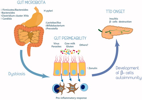 Figure 1. Role of microbiota in the pathogenesis of type 1 diabetes mellitus.