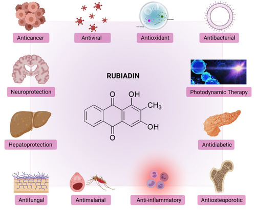 Figure 5 Biological properties and therapeutic potential of Rubiadin.