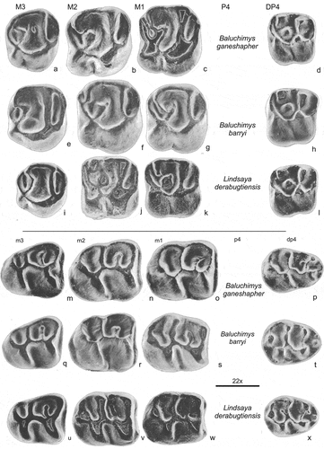 Figure 6. Upper and lower cheek teeth of Baluchimys ganeshapher (a, b, c, d, m, n, o, p), Baluchimys barryi (l, f, g, h, q, r, s, t) and Lindsaya derabugtiensis, all three from site Y-GSP417 (Flynn et al., Citation1986). The bar represents 1 mm; the approx. enlargement has been added