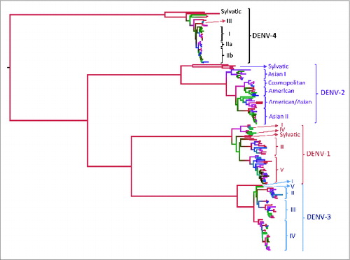 Figure 1. Phylogenetic tree of the 4 DENV serotypes based on the complete (1479–1485 nt) envelope gene of 289 viral isolates worldwide. The intra-serotype genetic diversity has allowed the designation of genotypes within each DENV serotype.Citation37-40
