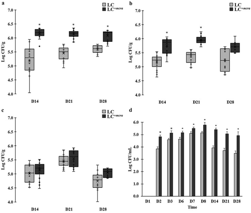 Figure 5. Comparison on colonization levels of LC and LC+mcra in mice gut intestine. The bacterial numbers of specific L. casei at 14, 21, and 28 days in cecum (A), jejunum (B), ileum (C), and feces (D) from mice daily administered with LC or LC+mcra for one week were investigated in triplicate. Asterisk (*) at day 14, 21, or 28 are significantly different (p < 0.05) in the numbers of gut colonized or fecal shedding wild-type LC and LC+mcra.