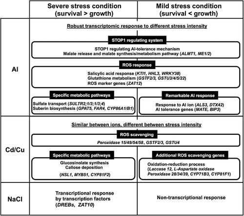 Figure 9. Schematic illustration of the proposed model for the difference in transcriptional response between mild and severe stress intensities.