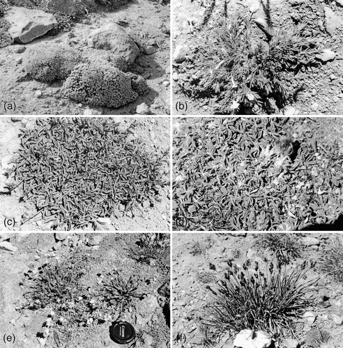 FIGURE 3. Common fellfield plant species: (a) Eriogonum ovalifolium var. nivale, cushion; (b) Linanthus nuttallii subsp. pubescens, chamaephyte; (c) Penstemon heterodoxus var. heterodoxus, mat-forming cushion; (d) Trifolium andersonii var. beatleyae, cushion; (e) Ivesia lycopoidiodes subsp. scandularis, herbaceous dicot perennial; and (f) Carex helleri, herbaceous graminoid perennial