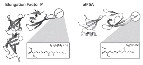 Figure 2 The structural similarity of EF-P and its modification to eIF5A. The structure of EF-P (left) is simliar to that of eIF5A of S. cerevisiae (PDB 3ER0) except that EF-P contains an additional C-terminal domain that is absent from eIF5A. Both factors contain a highly conserved loop, containing the modified lysine (circled). The structures of the modified amino acids are shown in boxes below each structure. The modification on EF-P is proposed to be lysyl-β-lysine although its structure has not been formally determined in the context of the native protein.
