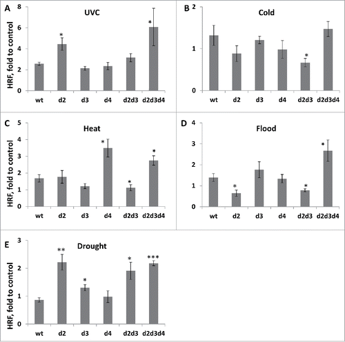 Figure 3. Changes in HRF in response to UVC (A), cold (B), heat (C), flood (D) and drought (E). The Y-axis shows the average (with SDSD) changes in HRF in wt and mutant plants exposed to stress as compared to non-stressed plants. The asterisks show the difference in HRF changes between wt and mutant plants. One asterisks is p < 0.05, two – p < 0.01, three – p < 0.001.