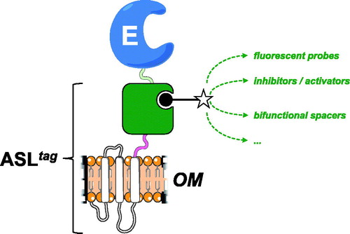 Figure 6. The biotechnological potential of the ASLtag. Any chemical group of interest (open star) conjugated to the BG-substrate (black closed circle) could be covalently bound to the H5 moiety (in green) of the ASLtag. This enhances the potential use of an immobilised enzyme (E) on the E. coli surface (OM), making available to it a series of molecules, e.g., fluorescent probes and enzymatic activity modulators, or bi-functional groups for cascade reactions with other biocatalysts.