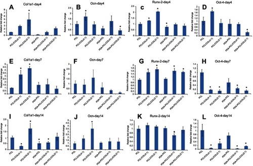 Figure 8 Quantitative real-time reverse transcription polymerase chain reaction (qRT-PCR) for osteogenic differentiation of TSPCs. mRNA expression of Col1a1 in nanofiber membranes for 4 days (A), 7 days (E) and 14 days (I). mRNA expression of Ocn in nanofiber membranes for 4 days (B), 7 days (F) and 14 days (J). mRNA expression of Runx-2 in nanofiber membranes for 4 days (C), 7 days (G) and 14 days (K). mRNA expression of Oct-4 in nanofiber membranes for 4 days (D), 7 days (H) and 14 days (L). *p＜0.05 compared with PCL.Abbreviations: TSPCs, tendon stem/progenitor cells; PCL, polycaprolactone; COL, collagen; PDA, poly(dopamine); Col1a1, collagen I alpha 1; Ocn, osteocalcin.