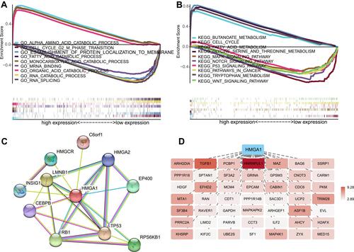 Figure 4 Significantly enriched GO annotations (A) and KEGG pathways (B) of HMGA1 in HCC based on TCGA database. (C) PPI analysis of HMGA1 by STRING. (D) HMGA1 co-expression network was inferred from Coexpedia and deep hue indicated a higher degree of association with HMGA1.
