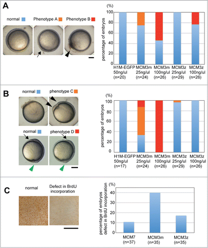 Figure 3. Developmental defect observed after DrMCM3 mRNA injection. (A) Mid-gastrula embryos. Control (H1M-EGFP), DrMCM3m or DrMCM3z mRNA was microinjected into 2-cell embryos. Embryos were photographed at 8 hours after fertilization. Phenotype A shows a rough cell layer (arrow). Phenotype B shows ejected cells (arrowhead). Scale bar 150 μm. Embryos were categorized and the percentage showing phenotypes is shown. n means number of embryos counted. (B) Tail bud embryos. Control (H1M-EGFP), DrMCM3m or DrMCM3z mRNA was microinjected into 2-cell embryos. Embryos were photographed 10 hours after fertilization. Upper panels show the animal pole view, and lower panels show the lateral view. Phenotype C shows an uneven neural plate (black arrowheads), and phenotype D shows a defect in the extension of the body axis (head: arrow, tail: green arrowhead). Scale bar 150 μm. Embryos were categorized and the percentage showing these phenotypes is shown. (C) Compromised BrdU incorporation into nuclei caused by DrMCM3m mRNA injection. Control (H1M-EGFP), DrMCM3m or DrMCM3z mRNA was microinjected into 2-cell embryos. BrdU was injected at 7 hours after fertilization. Nine hours after fertilization, at the gastrula stage, embryos were fixed and stained with anti-BrdU antibodies. Nuclei that incorporated BrdU are shown as a brown signal. The percentage of embryos showing compromised BrdU incorporation is shown. Scale bar 150 μm.