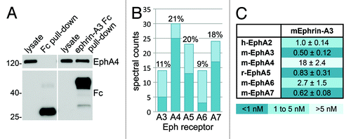 Figure 5. Identification of Eph receptors that bind ephrin-A3 in mouse hippocampus. (A) Ephrin-A3 Fc or Fc as a control were used for pull-downs from adult mouse hippocampus, which were probed by immunoblotting with anti-EphA4 and anti-Fc antibodies. (B) A mouse hippocampal lysate was subjected to pull-down with ephrin-A3 Fc and the associated Eph receptors were identified by 1 dimensional LC/MS/MS analysis. The histogram shows the spectral counts obtained for each Eph receptor, with the dark bottom portion of the bars representing the spectral counts that were assigned only to the indicated Eph receptor. The percentage of sequence coverage for each receptor is indicated above the bars. (C) Apparent dissociation constant (KD) values obtained from curves measuring ephrin-A3 AP binding to Eph receptor Fc proteins immobilized on ELISA plates; the value for EphA4 is approximate since the ephrin-A3 AP concentration was insufficient to reach maximal binding.