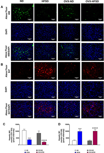 Figure 12 Immunofluorescence staining of M1 (indicated in red color) (A), M2 (indicated in green color) (B) macrophages in liver, and quantification of mean pixel intensities of hepatic M1 (C) and M2 markers (D) of normal diet (ND)- and high fat style diet (HFSD)-fed rats, with and without ovariectomy (OVX) (n = 12 per group) at 40X magnification. ****P < 0.001 vs. ND; ####P < 0.001 vs. OVX-ND.