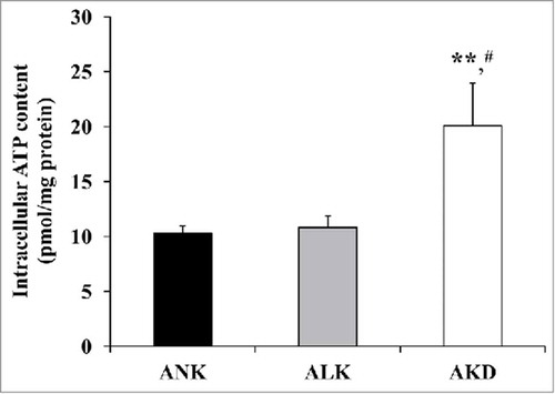 Figure 6. Intracellular ATP. After MDCK cells were maintained in ANK, ALK or AKD medium for 24 h, intracellular ATP was extracted and measured by luciferin-luciferase ATP assay. Total ATP level was subtracted with blank control and then normalized by protein amount in each sample. Each bar represents mean ± SD of 3 independent experiments. ** = p < 0.01 vs. ANK; # = p < 0.01 vs. ALK.