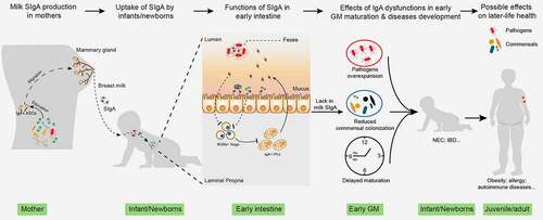 Figure 2. The role of milk SIgA in regulating gut microbiota maturation. IgA+ plasma cells (PCs) produce milk SIgA in the mammary gland, which originates from the gut and is educated by gut microbiota (GM). Milk SIgA is the primary (exclusive) source of intestinal SIgA for breastfeeding infants. SIgA in the intestine can bind to specific pathogens, promoting their clearance via aggregation. The binding of SIgA to certain commensals, such as Lactobacillus, can enhance their mucosal colonization. A lack in milk SIgA can lead to the over-enrichment of pathogens and delayed GM maturation, which is associated with the development of various microbe- and immunity-related diseases during infancy (for example, NEC and IBD) and in later life (for example, obesity, allergies, and autoimmune diseases). NEC, necrotizing enterocolitis; IBD, inflammatory bowel disease