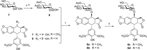 Scheme 2 Synthesis of glucoside derivatives of PPT 6a – 6d. Reagents and conditions: (A) Ac2O, sodium acetate, 100°C, 20 mins, ~99%; (B) NH3⋅H2O, CH3CN, rt, overnight, 46%; (C) BF3⋅Et2O, CH2Cl2, −78°C to rt, 58–62%; (D) CH3ONa, CH3OH, 2 hrs, rt, 78–80%.
